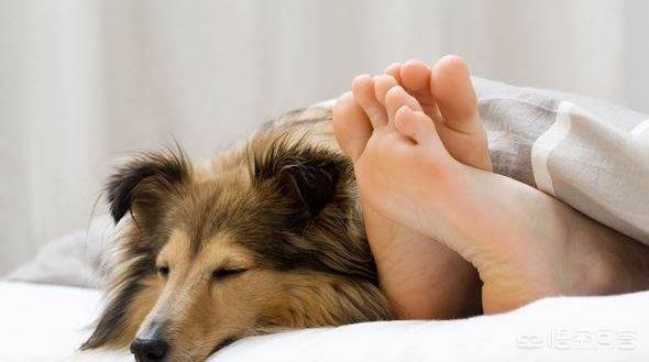 吹替宠物的秘密生活:催眠是心理暗示吗，它是否可以激发人类内心的潜意识？