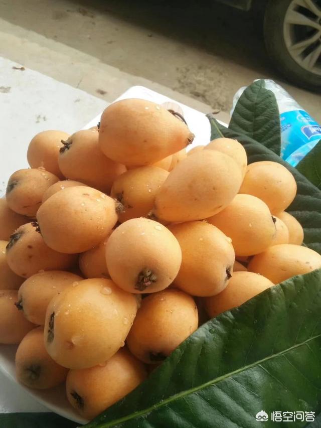 无核砂糖枇杷开花结果的时间都是在什么季节