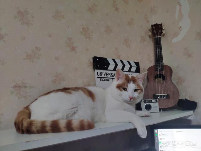 养猫记 by angelo:小猫从几个月开始养最好养，长大最亲人？