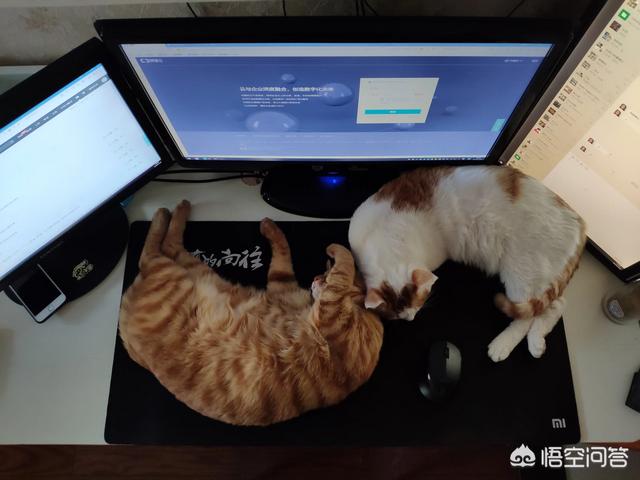 养猫记 by angelo:小猫从几个月开始养最好养，长大最亲人？