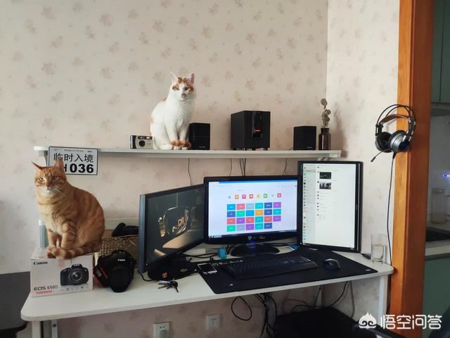 养猫记 by angelo:小猫从几个月开始养最好养，长大最亲人？
