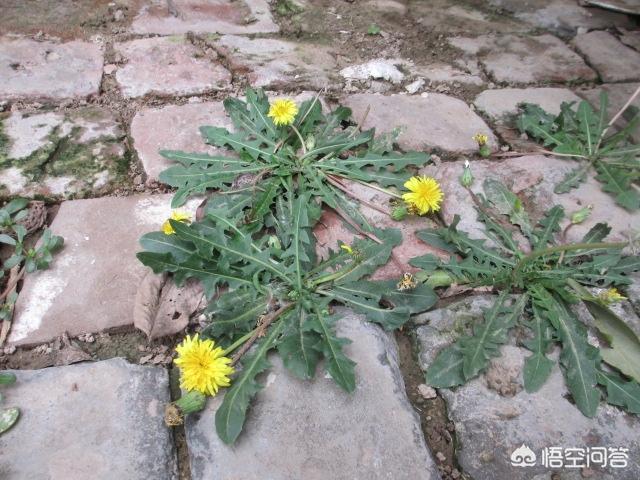 这种农村常见野草泡水有奇效，农村有哪些野生植物可以自制成茶叶喝呢都有什么作用