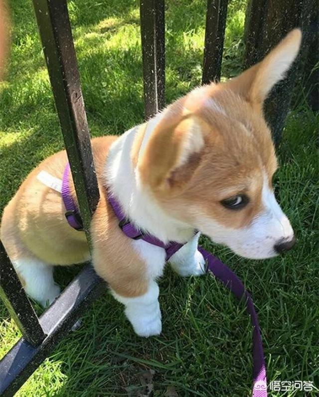 听话的柯基犬怎么训练:饲养柯基犬，需要注意哪些雷区不能踩？