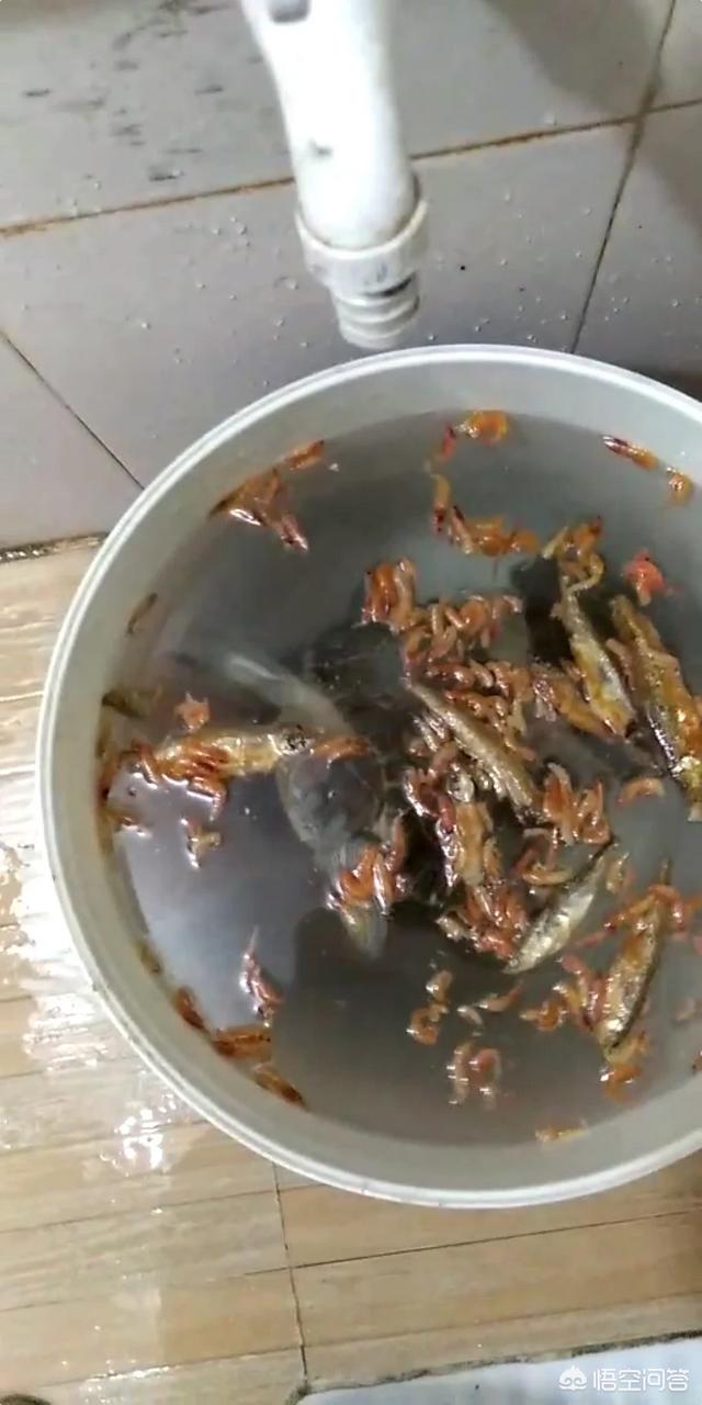 宠物鱼的种类图片:养什么宠物不掉毛、没味、好看、不咬人还不会随便乱窜？