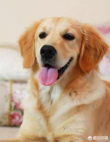 法国斗牛犬性格亲人:狗狗能看出主人性格？哪些狗狗看出主人哪些性格？