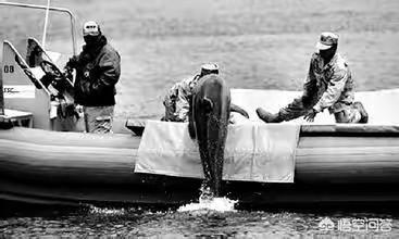 1400只海豚遭捕杀血染浅水湾，美军曾经驯养了一些海豚士兵，它们有什么战绩如今怎么样了