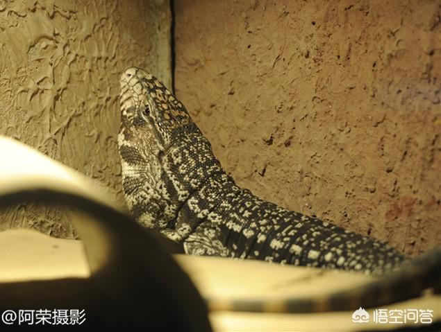 回到古代能吃什么？