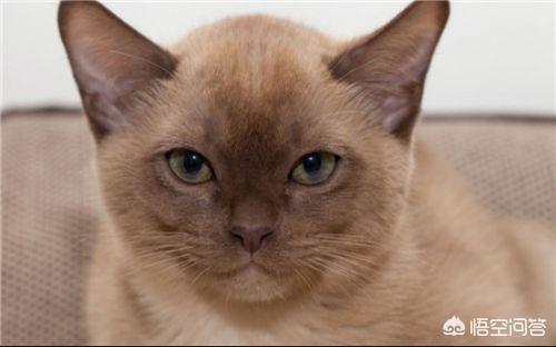 猫咪摇头:猫咪达拉耳朵甩头，猫咪耳朵干净却爱甩头怎么回事？