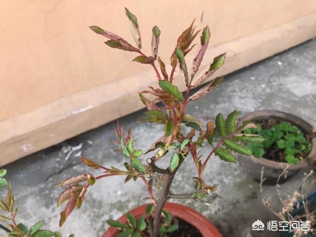 花土里加火山石:两个问题，自制花土用什么材料，花盆土板结什么原因？