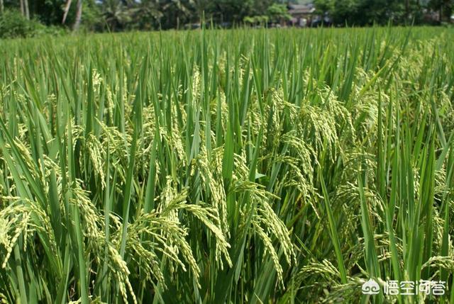 秋田蕗种植技术:在农村种植水稻，哪个品种产量高，米饭又好吃？