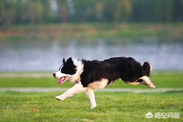 白色瑞士牧羊犬公母区别:金毛、萨摩耶、阿拉斯加、边牧，这四种哪种适合第一次养狗的人？