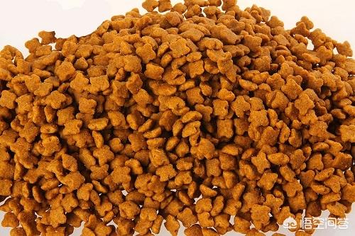 缅因猫如何喂养:缅因猫多大开始爆毛，缅因猫7个月不爆毛正常吗？
