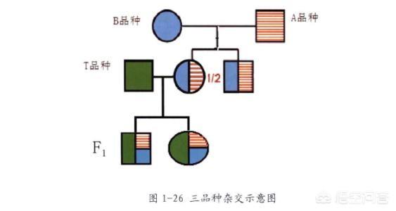 约克夏梗种:皮特兰，长白，约克夏，杜洛克等，选那个品种更适合做后备母猪？ 约克夏和约克夏梗