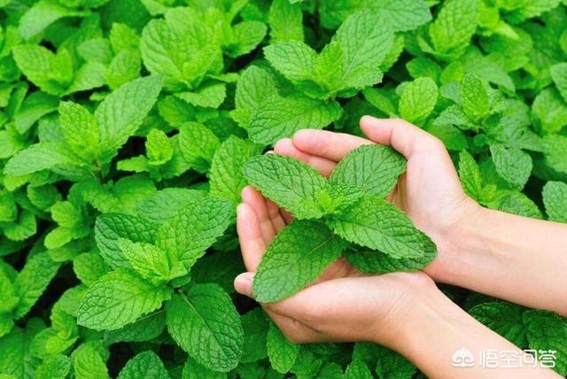 螨虫的症状:怎么正确判断头上是否有螨虫？