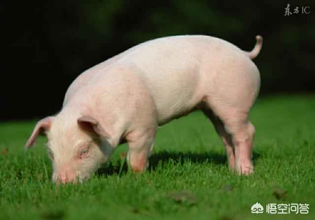 病弱反派饲养指南:在农村养猪，为什么仔猪要去势？去势什么时间最适宜？