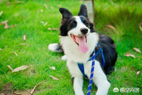 萨摩耶图片:成年牧羊犬会有关节炎吗，成年萨摩耶关节炎会自愈吗？