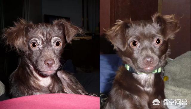 犬虫一扫光说明书:贵宾犬身上有虫会有什么表现？