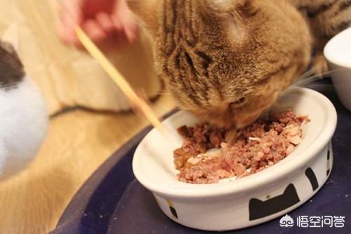 狸花猫 爱玩吗:同样是田园猫，为什么有人认为狸花猫比其他田园猫能打呢？