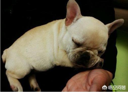 法国斗牛犬母很难养吗:饲养法国斗牛犬会遇到什么问题？