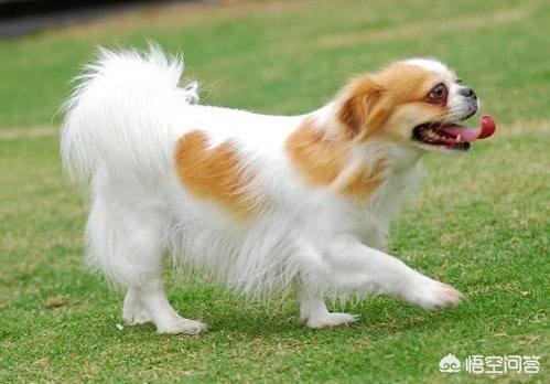 一位忠诚的守望犬:什么狗狗最忠诚，会为主人卖命一辈子？