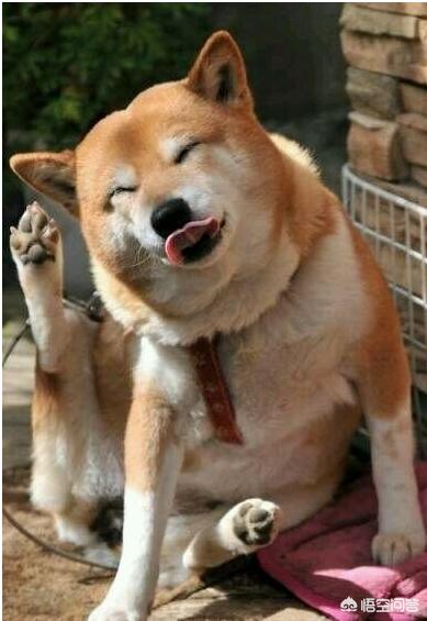 一位忠诚的守望犬:什么狗狗最忠诚，会为主人卖命一辈子？