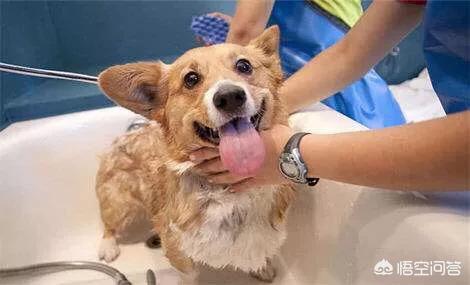 加菲猫的宠物医院软件:想给家里猫猫修剪一下毛南充宠物医院有木有？ 加菲猫宠物医院破解版