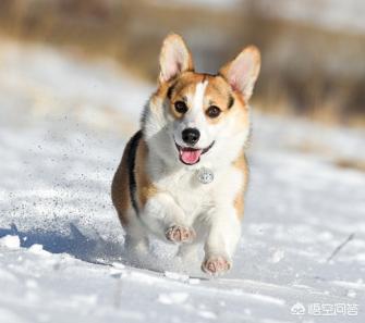 葡萄牙水犬喂多少狗粮:20斤的狗狗，一天吃多少克狗粮？ 葡萄牙水犬多少钱一只