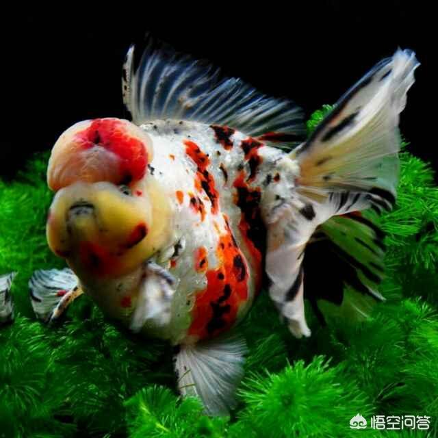 鱼身上有白点是怎么回事,观赏鱼得白点病怎么防治？
