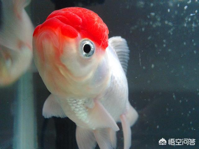 19天鹤顶红图片:鹤顶红金鱼头顶两侧有小白点，老是被其它金鱼咬，是生病了吗？