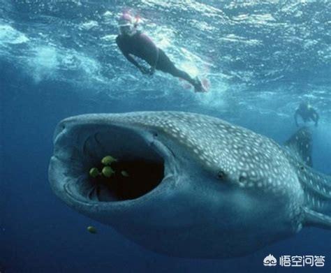世界上最大的水怪是什么，世界上最大的海洋生物是什么