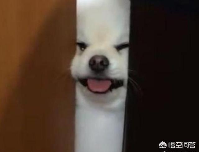 狗狗心事2最新章节:为什么有时主人上个厕所小狗都要跟，关上门还要嘤嘤的叫？