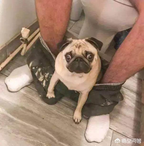 狗狗心事2最新章节:为什么有时主人上个厕所小狗都要跟，关上门还要嘤嘤的叫？