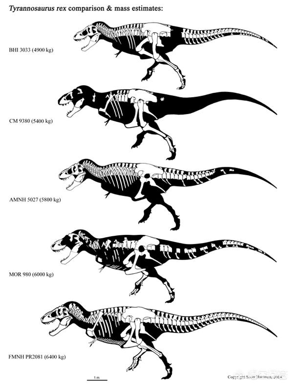 恐龙化石的图片大全，世界上最大的霸王龙化石体型有多大