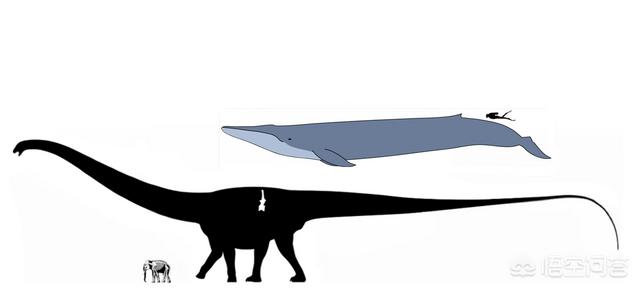 比蓝鲸重10000倍的动物，什么恐龙比鲸还大最大的恐龙是什么