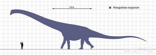 比蓝鲸大的动物有哪些，什么恐龙比鲸还大最大的恐龙是什么
