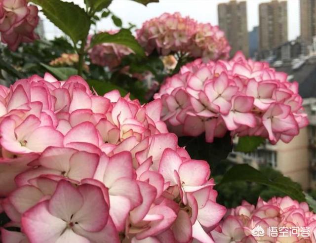 供应八仙花:八仙花花语 八仙花如何从红转蓝？有哪些实用的方法？