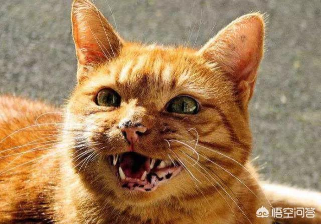 萨凡纳猫萌宠成长记:女铲屎官让孩子和猫咪在一起生活遭谩骂，小孩真不能与猫生活吗？ 萌宠成长记萨凡纳猫喂奶