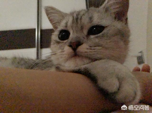 贪睡母女猫走红 图:那些徒步的人，真的是走路去嘛？
