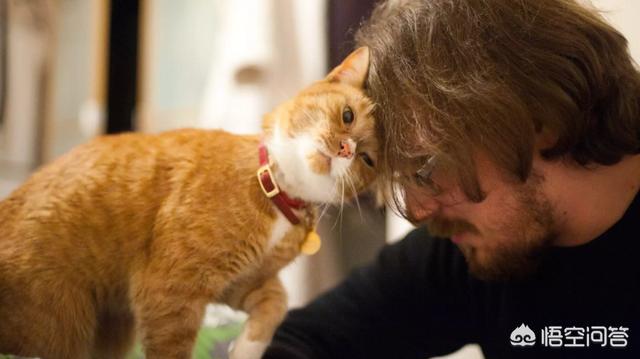 甜蜜猫猫01话:猫咪爱你，你觉得会有什么表现？