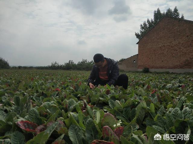 梨树园里养殖什么好:梨树地养殖什么合适 在农村家里有一片树林，用来养什么好？