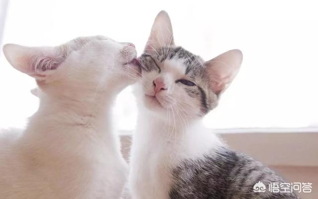 萌猫猫:为什么猫咪看起来很可爱？