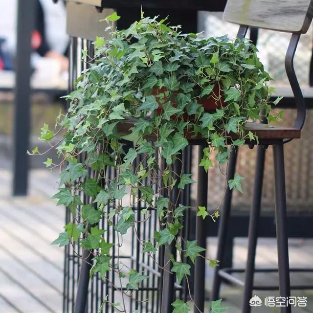 常春藤图片网:常春藤突然有一部分枝叶黄了，怎么回事？