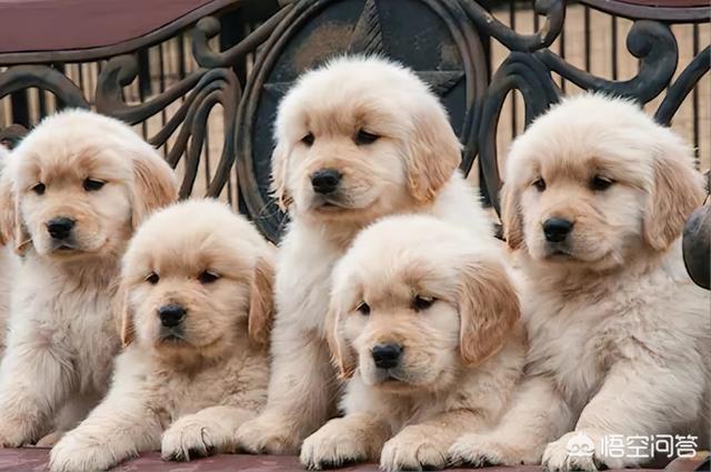 金毛幼犬图片:挑选金毛幼犬颜色深的好还是浅的好？