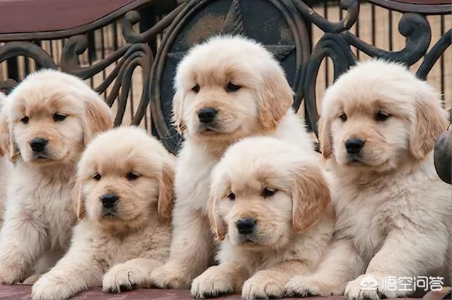 美系金毛犬图片:小金毛骨架小会怎么样？金毛狗狗骨架小怎么办？