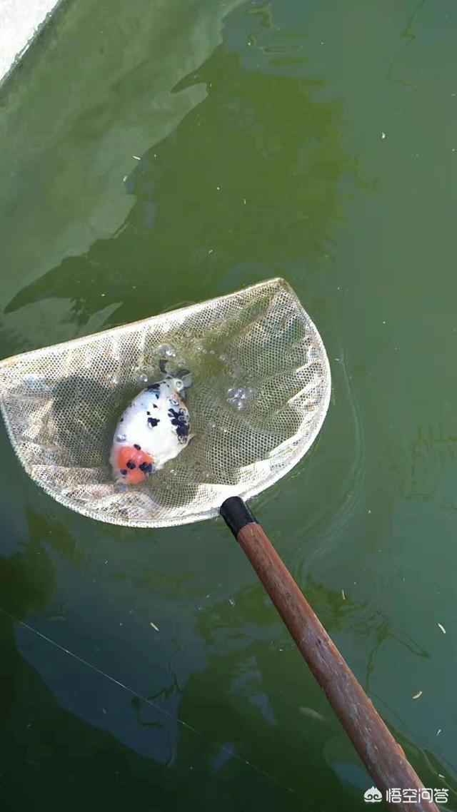 观赏水族疾病防治学:鱼塘里的鱼体表出现溃烂怎么治？