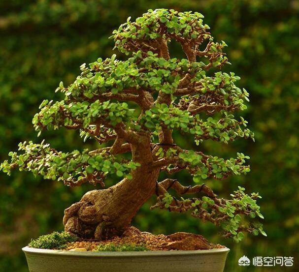 金枝玉叶评价:盆栽的金枝玉叶，需要注意什么？