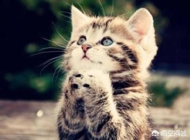 闷猫:短途轻轨装好的猫咪可以带上去吗？