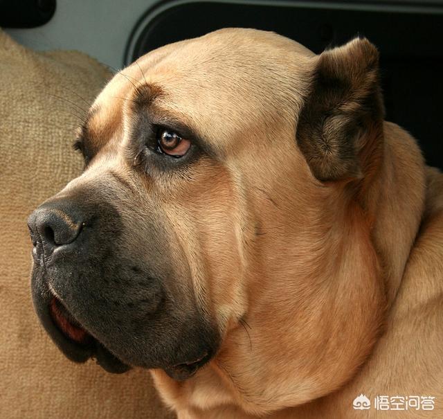 保加利亚牧羊犬成犬:狼是如何被人类驯化成狗的？