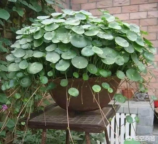 泰特太阳瓶子草:太阳瓶子草图片 怎么让铜钱草的叶子长得又大又亮？