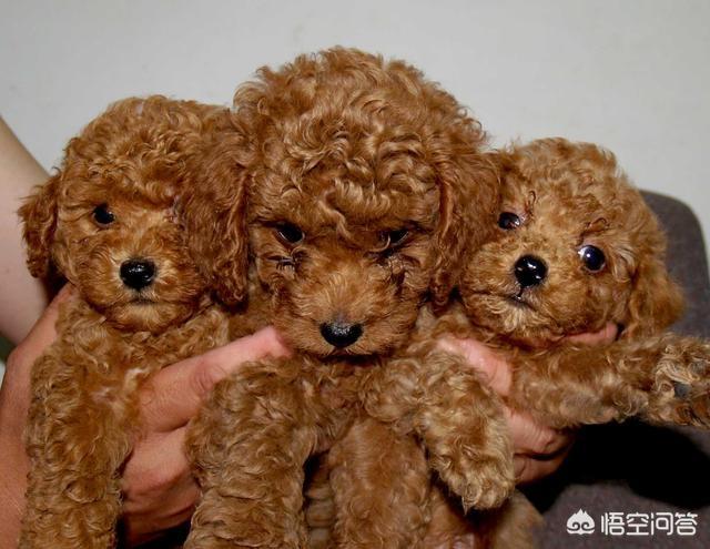 泰迪犬怎么看纯不纯:泰迪狗怎么看纯不纯 如何挑选一只健康、纯种的泰迪犬？